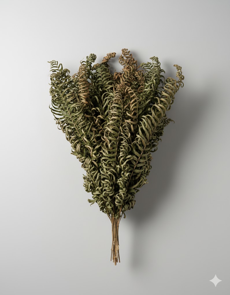 Sušená papraď mečová (10 stoniek)