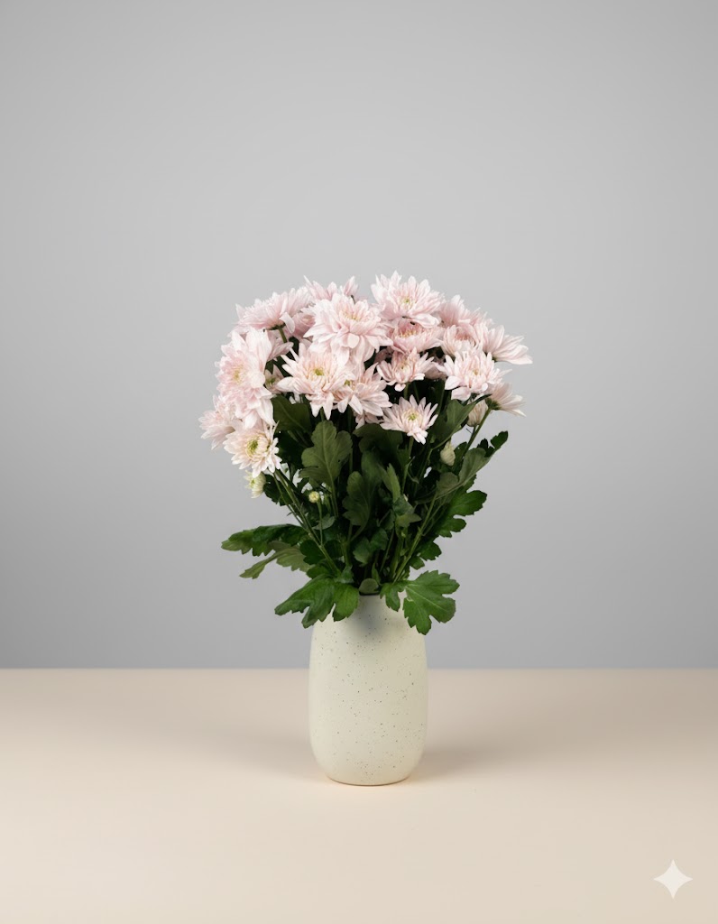 Svetloružová margarétka (5 stoniek)