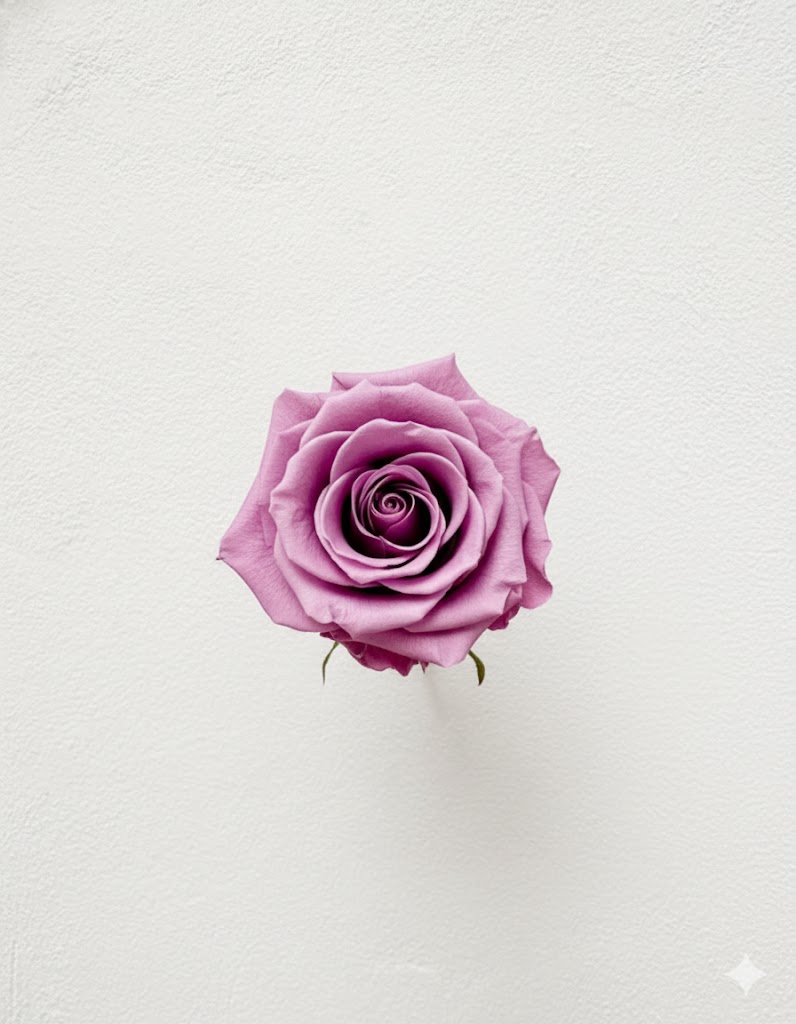 Večná ruža v odtieni lila – večná kráska
