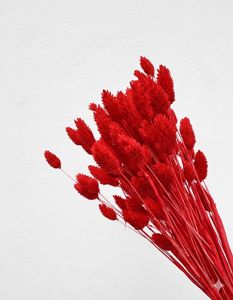 Sušený červený phalaris (100 g)