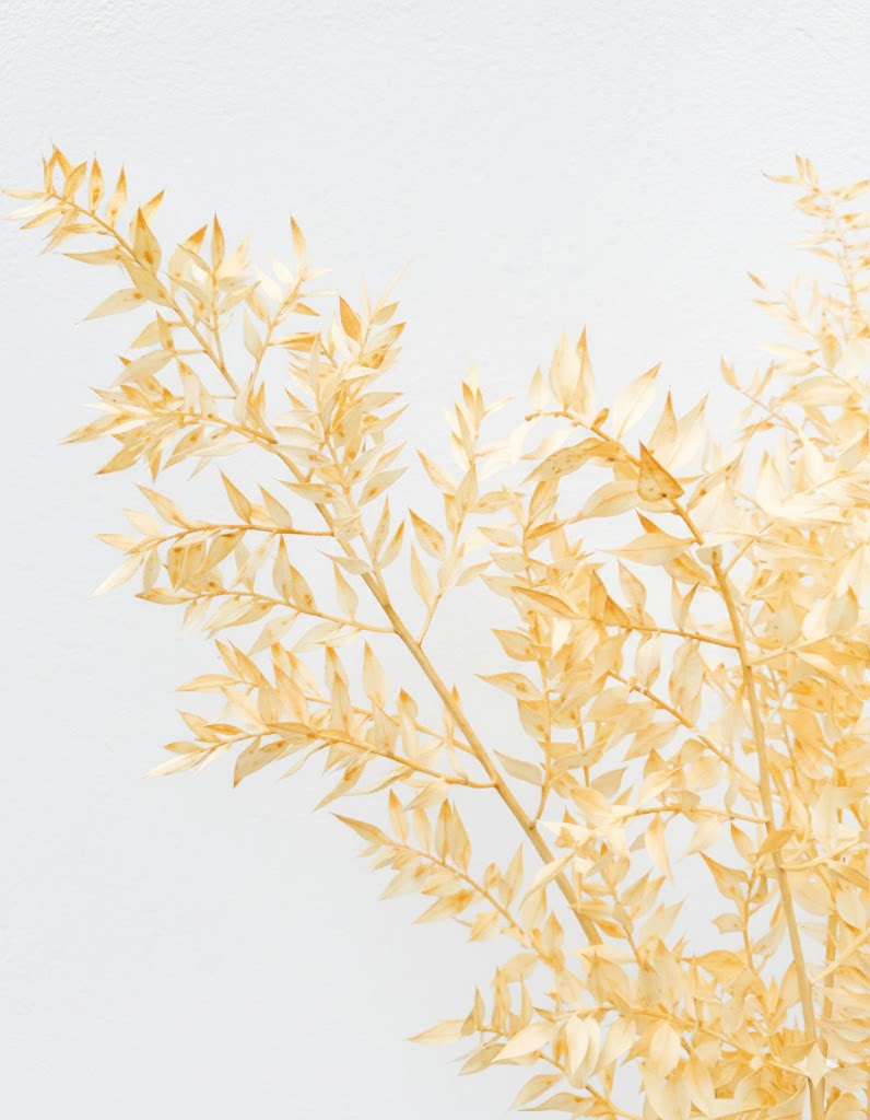 Stabilizovaný Ruscus broskyňový (5 stoniek)