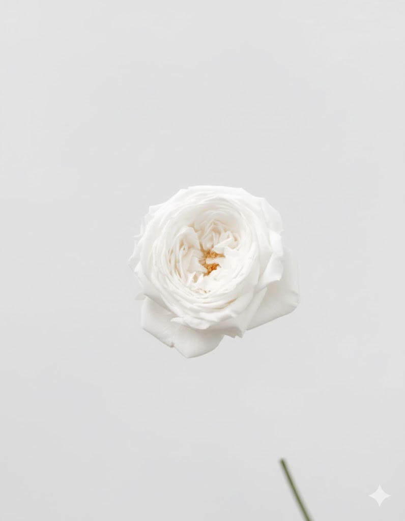 Biela večná ruža