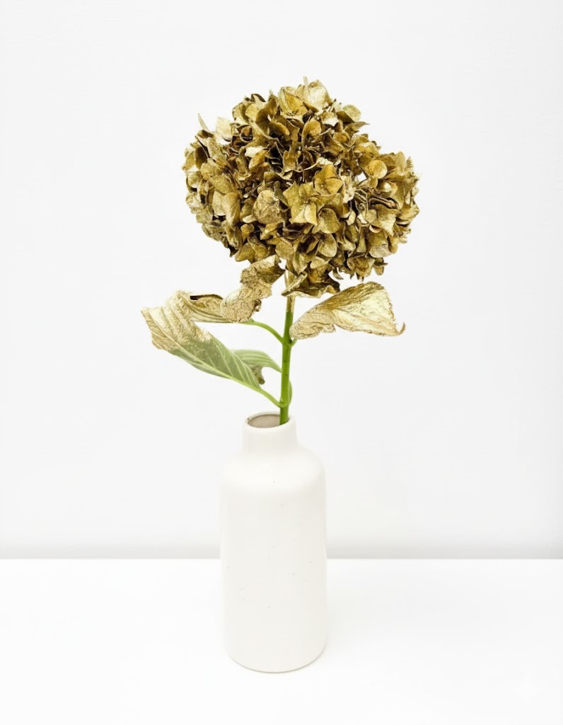 Sušená hortenzie zlatá (1 stonka)