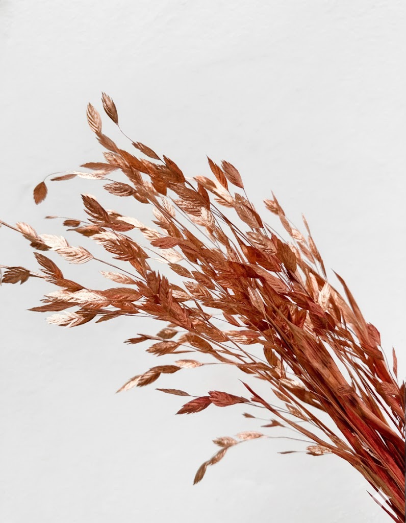 Sušené chasmanthium medené (10 stoniek)