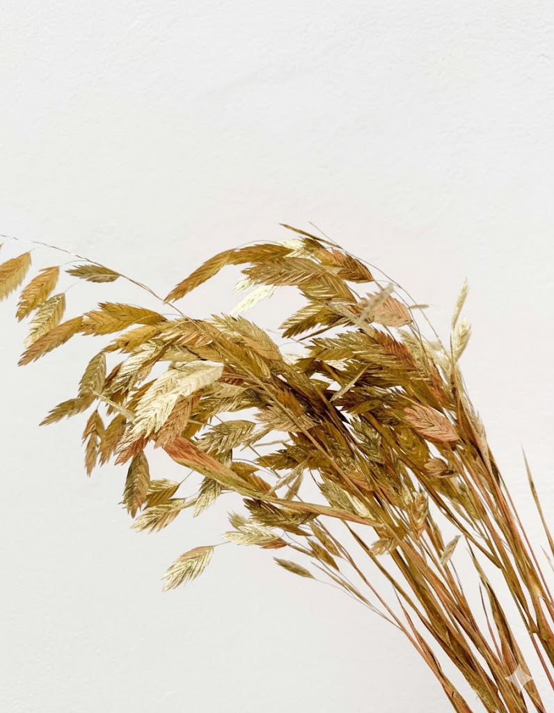 Sušené Chasmanthium zlaté (10 stoniek)