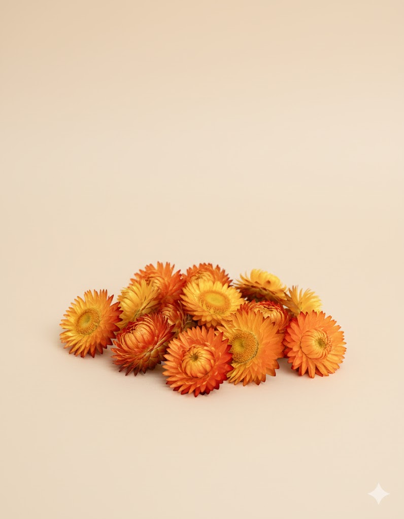 Sušené hlávky Helichrysum oranžové (50 g)