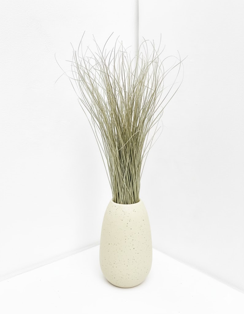 Sušená medvedíka (50 stoniek)