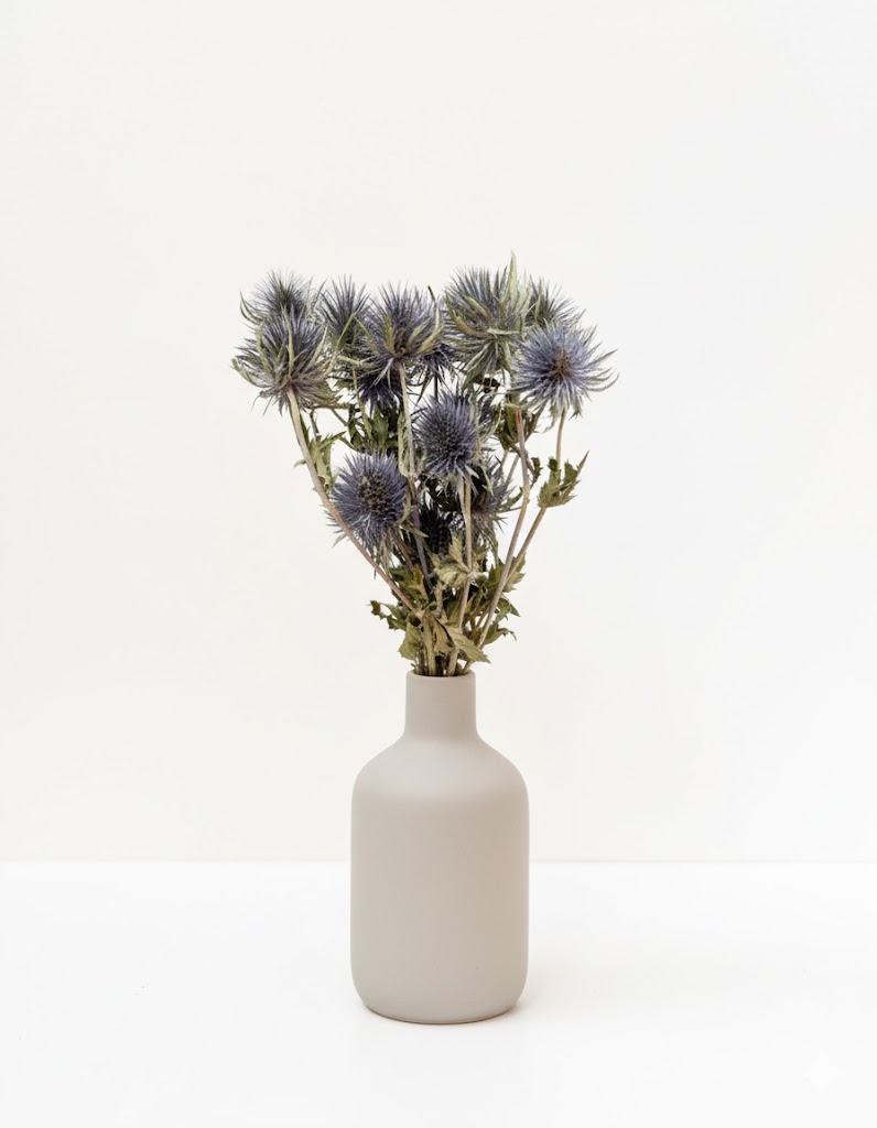 Sušený modrý bodliak (5 stoniek)