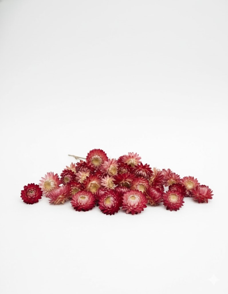 Sušené ružové kvety Helichrysum (50 g)