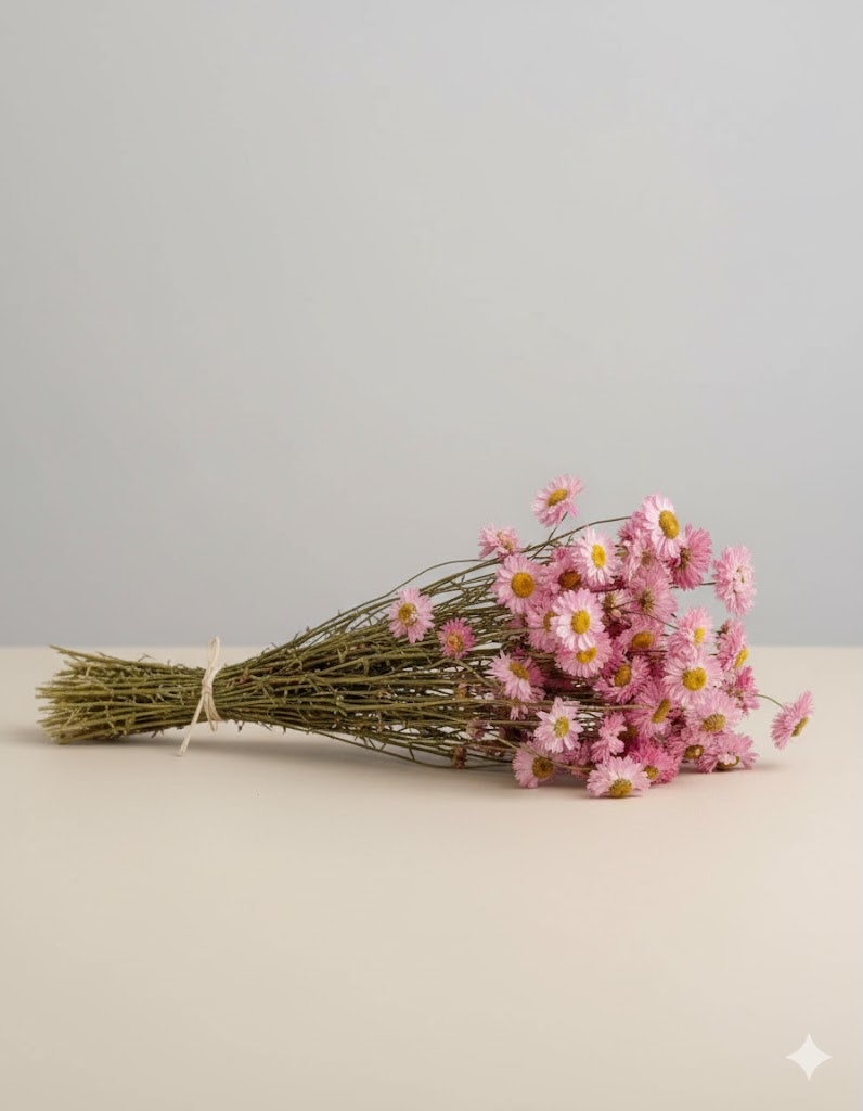 Sušený ružový Acroclinium (50g)