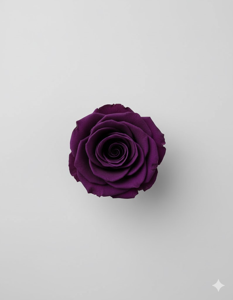 6 tmavofialových konzervovaných ruží