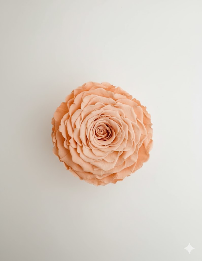 Večná broskyňová ruža – večne krásna