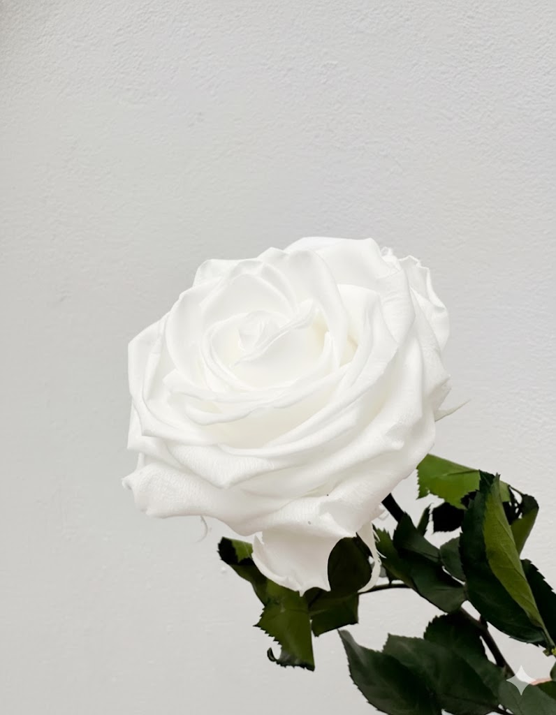 Biela večná ruža (unitige)