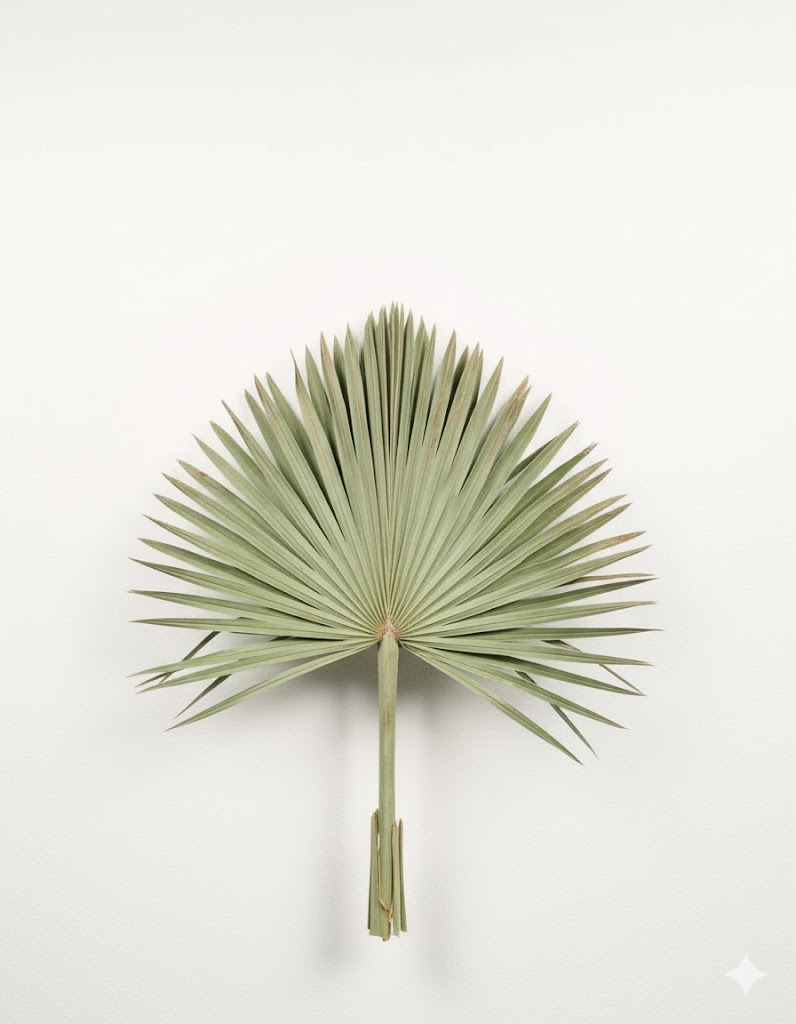 Chamaerops (10 stoniek)