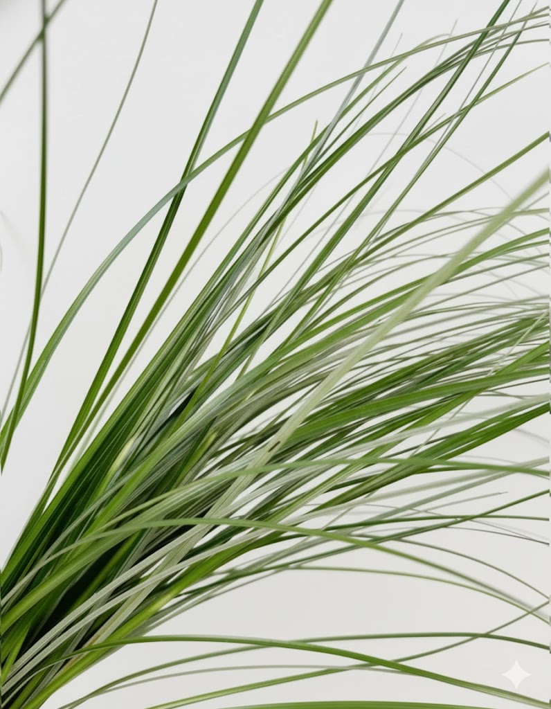 Medvedia tráva (50 stoniek)