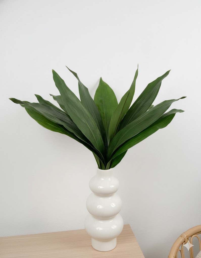 Aspidistra (10 stoniek)