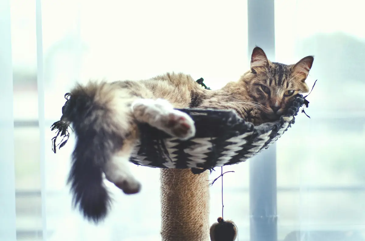 Topp 10 kattklätterträd 2025: Vårt kompletta urval Topp 10 kattklätterträd 2025: Vårt kompletta urval