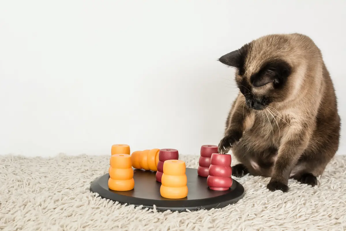 De bästa hängleksakerna för att sysselsätta din katt De bästa hängleksakerna för att sysselsätta din katt