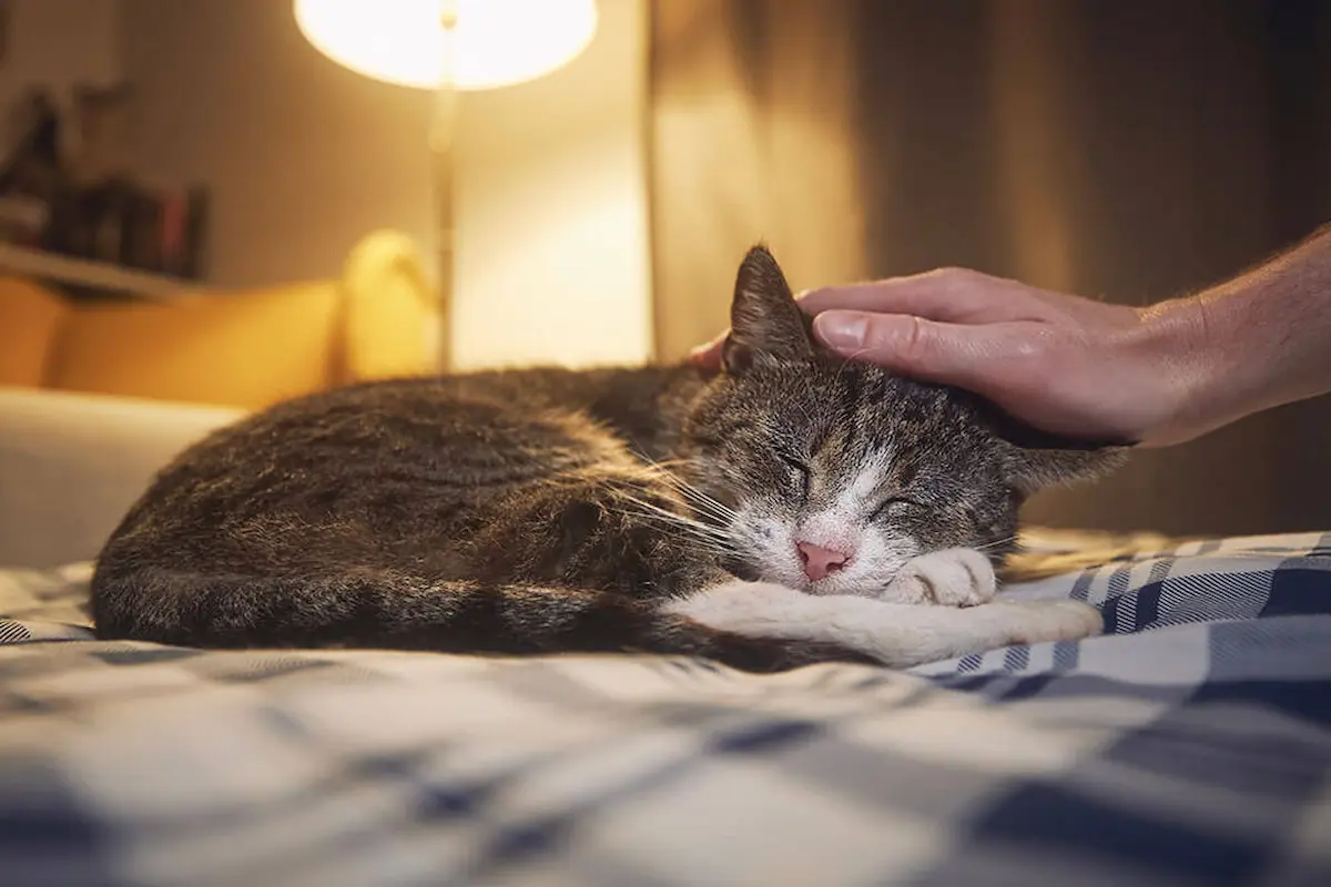 Leksaker för äldre katter: en komplett guide för att stimulera din äldre katt Leksaker för äldre katter: en komplett guide för att stimulera din äldre katt