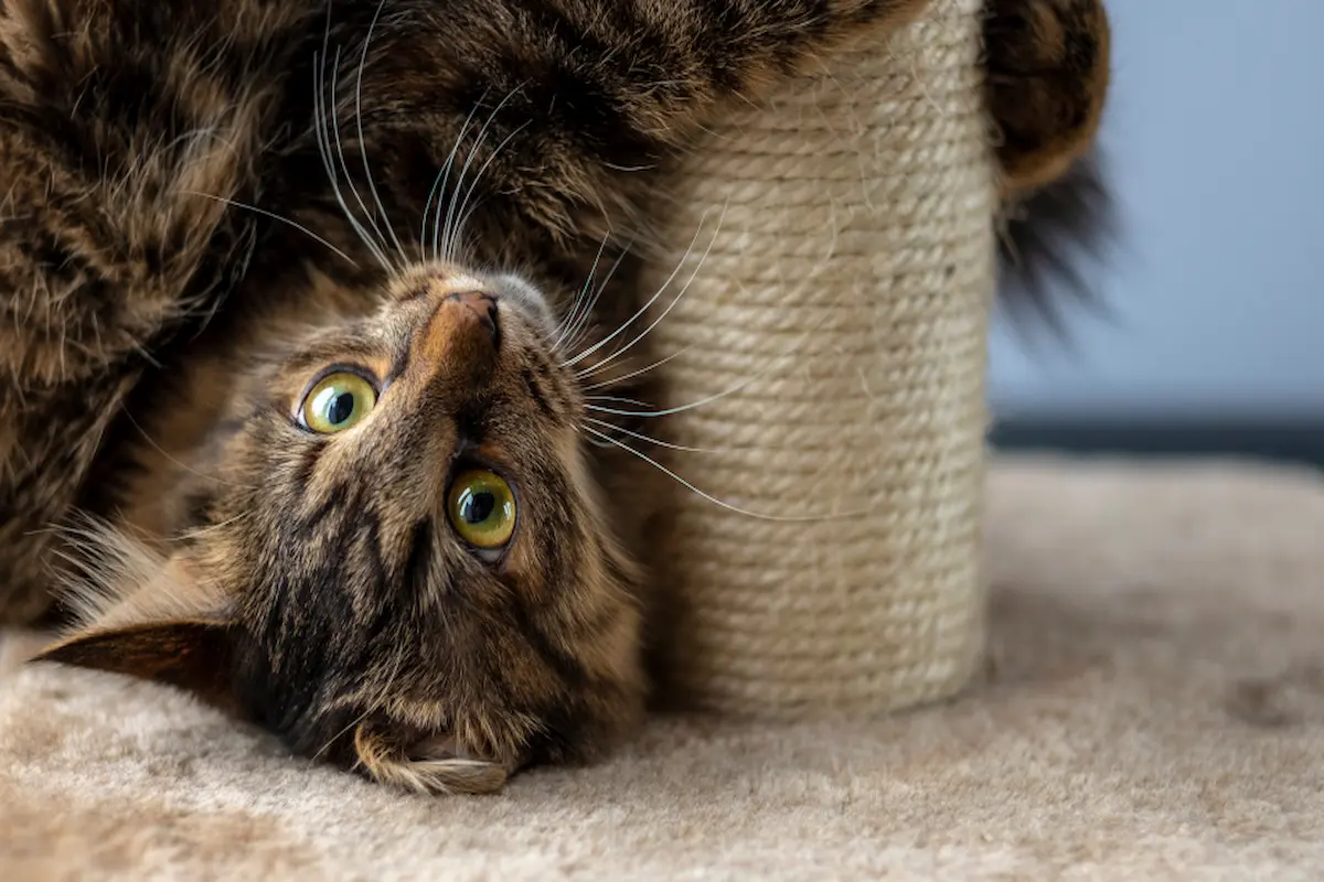Hur man rengör ett kattklätterträd på ett säkert sätt för din katt Hur man rengör ett kattklätterträd på ett säkert sätt för din katt