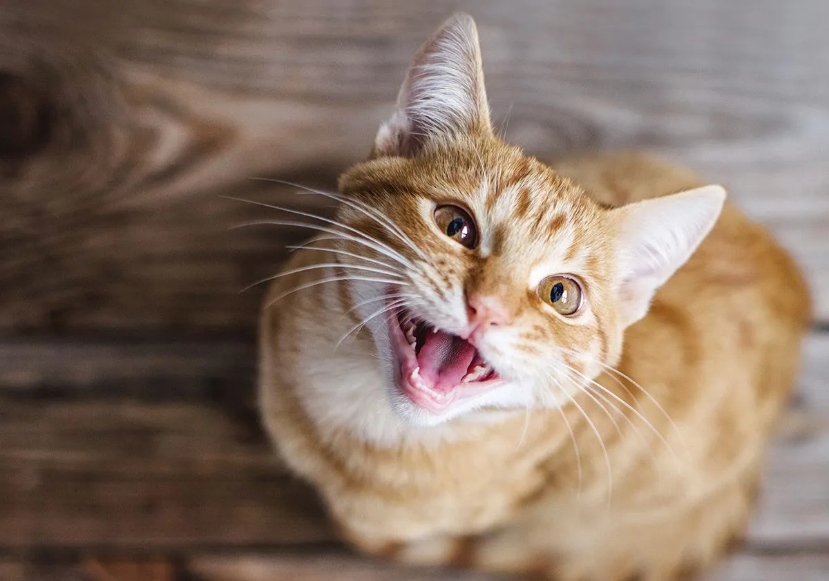 Varför jamar min katt hela tiden? Orsaker och lösningar Varför jamar min katt hela tiden? Orsaker och lösningar