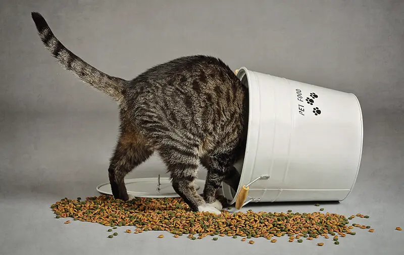 Sedan min katt började äta Franklin mår han verkligen bättre Sedan min katt började äta Franklin mår han verkligen bättre