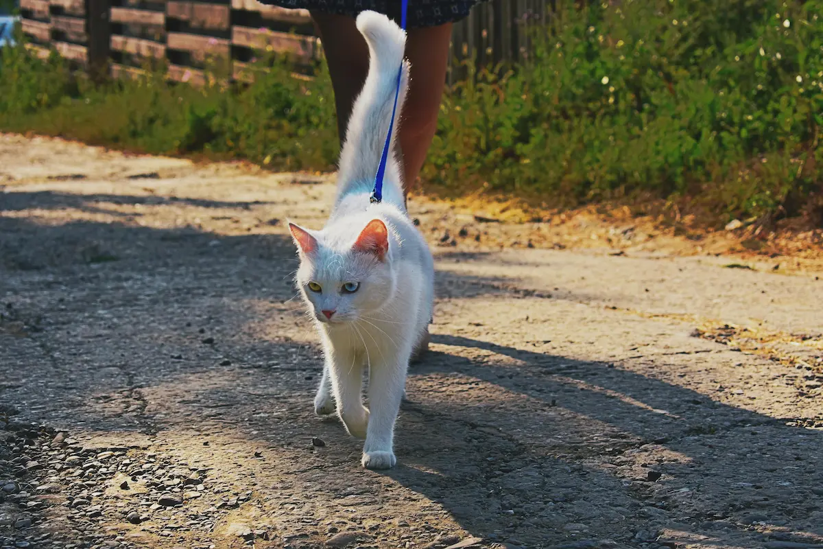 Från vilken ålder kan man gå ut med sin katt i koppel? Från vilken ålder kan man gå ut med sin katt i koppel?