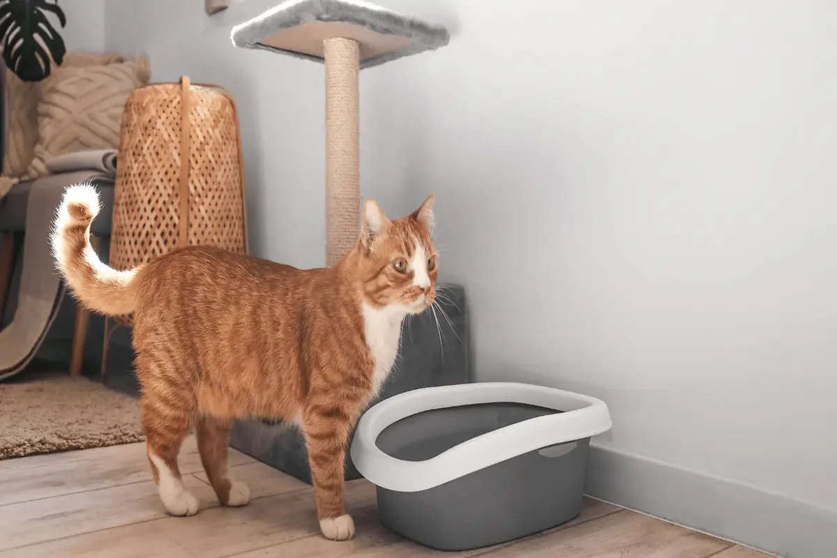Hur man lockar en katt till kattlådan: 10 oumbärliga tips Hur man lockar en katt till kattlådan: 10 oumbärliga tips