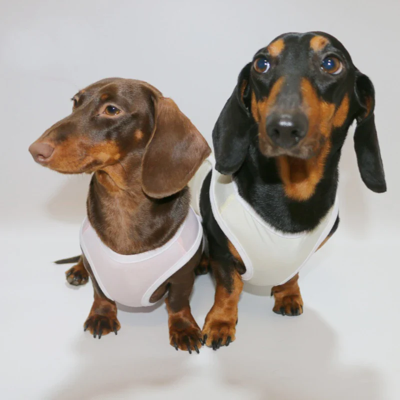 Tricou ușor și respirabil pentru dachshund
