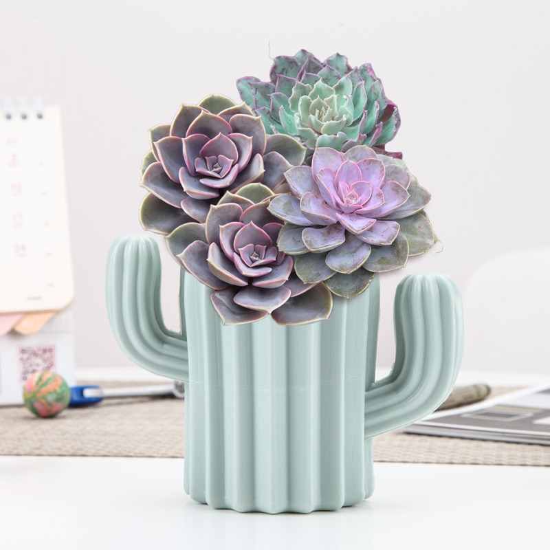 Vaso di cactus blu